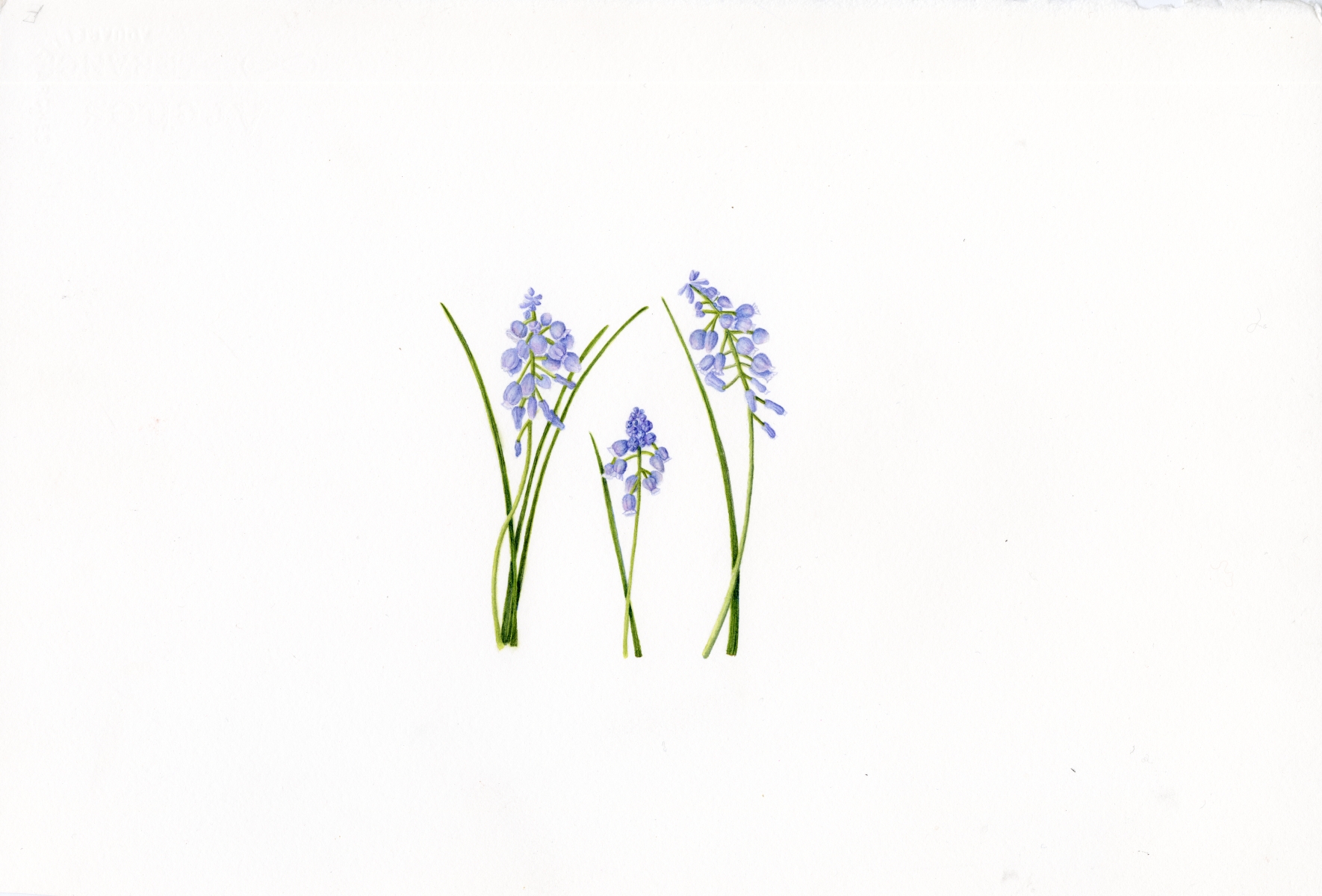Grape Hyacinths